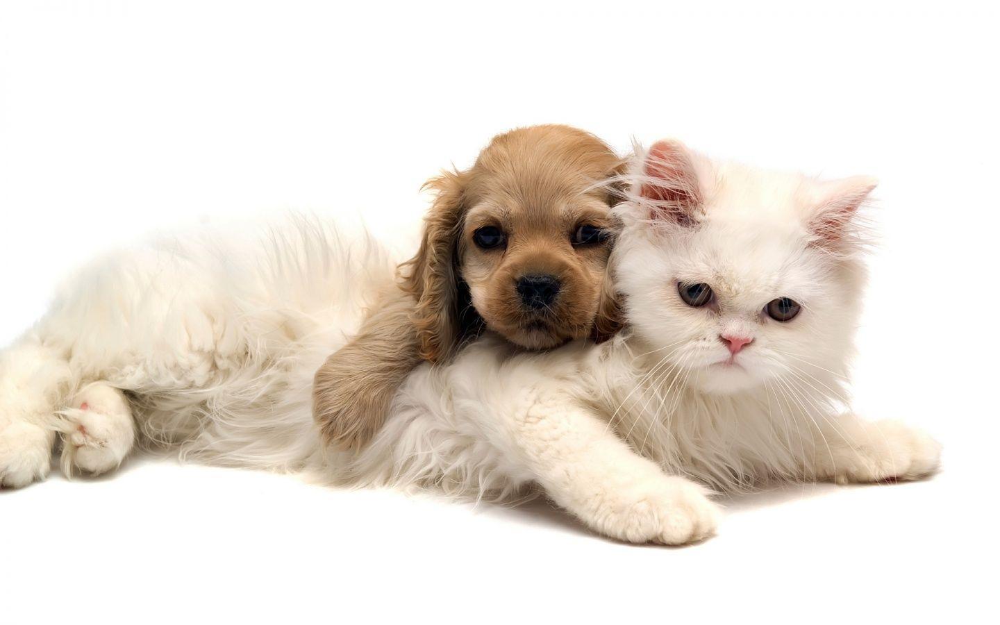 Wallpaper For > Cute Dog And Cat Wallpaper