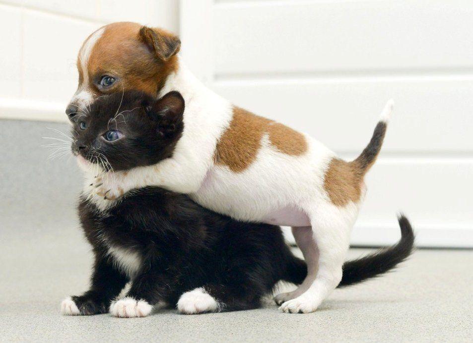 Kittens And Puppies Wallpaper Desktop, Pet Animals
