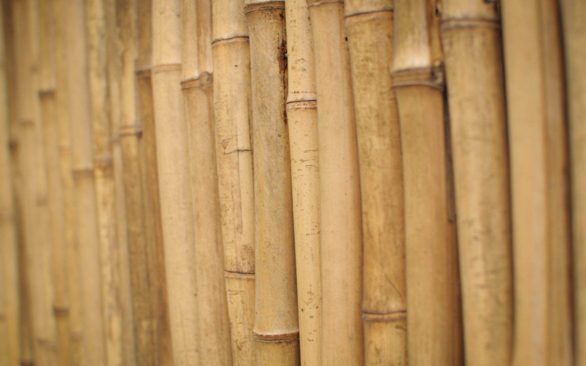 Stems Bamboo Fence HD Wallpaper