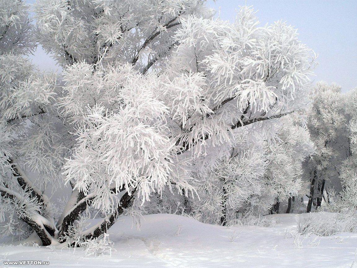 Winter Snow Wallpaper 8 36795 Image HD Wallpaper. Wallfoy.com