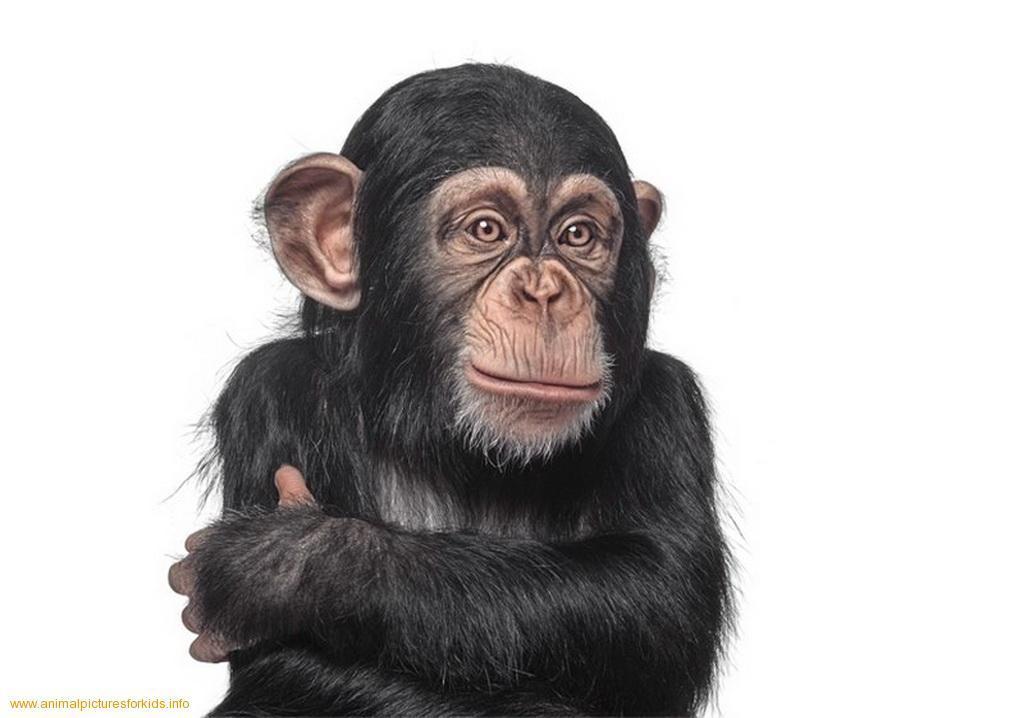 Gallery For > Baby Chimpanzee Wallpaper