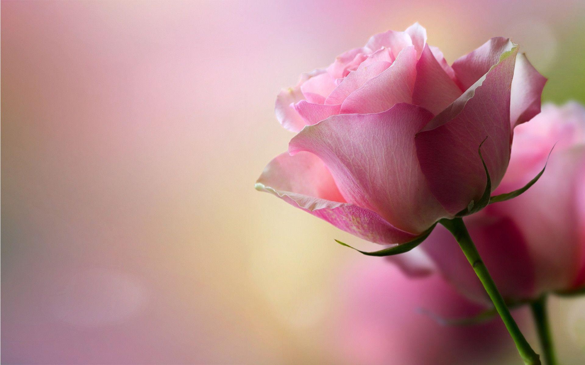 Pink Rose Background Hd Carrotapp