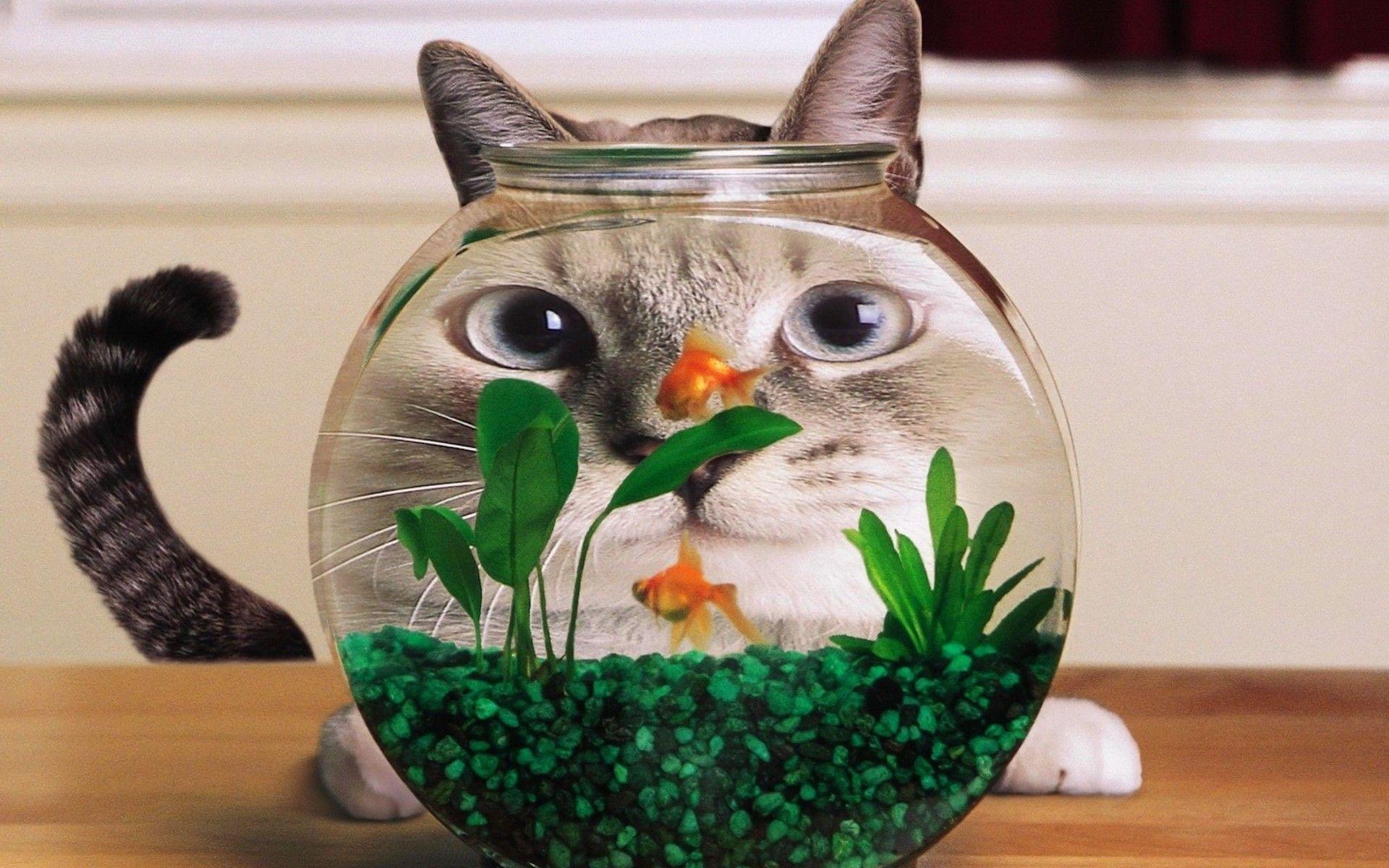 Cat And Gold Fish Wallpaper
