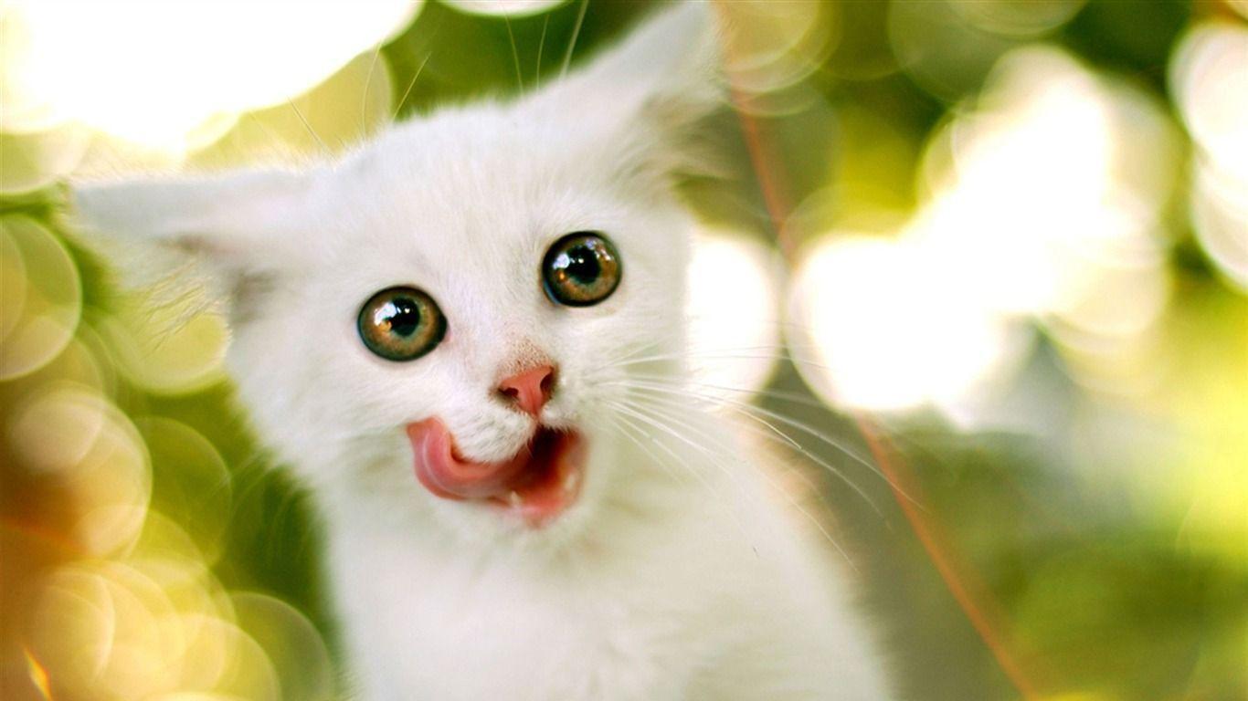 Just Finished Snack Cute Little Kitty Cat Living Wallpaper