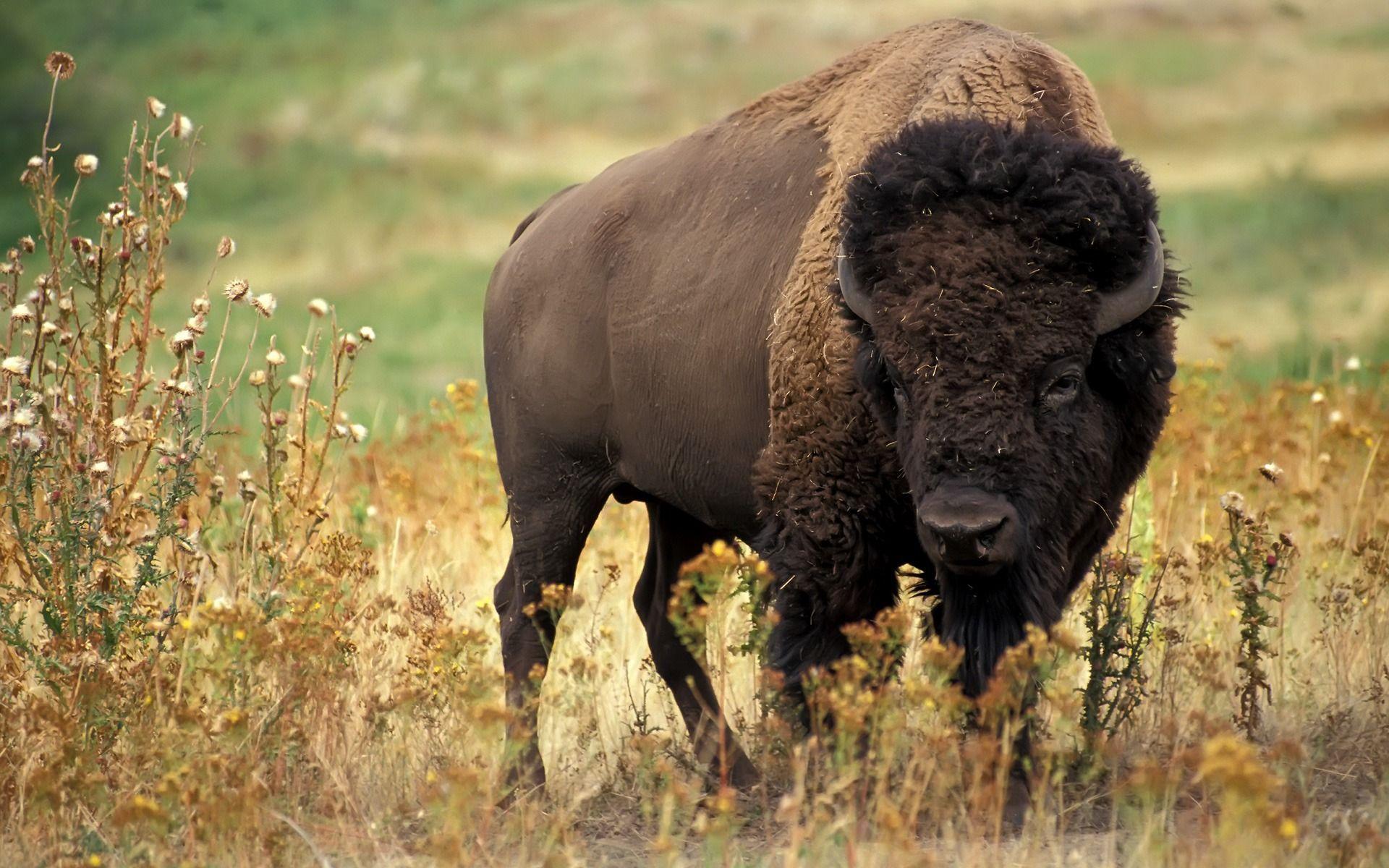 American Bison Wallpaper Wallpaper Inn