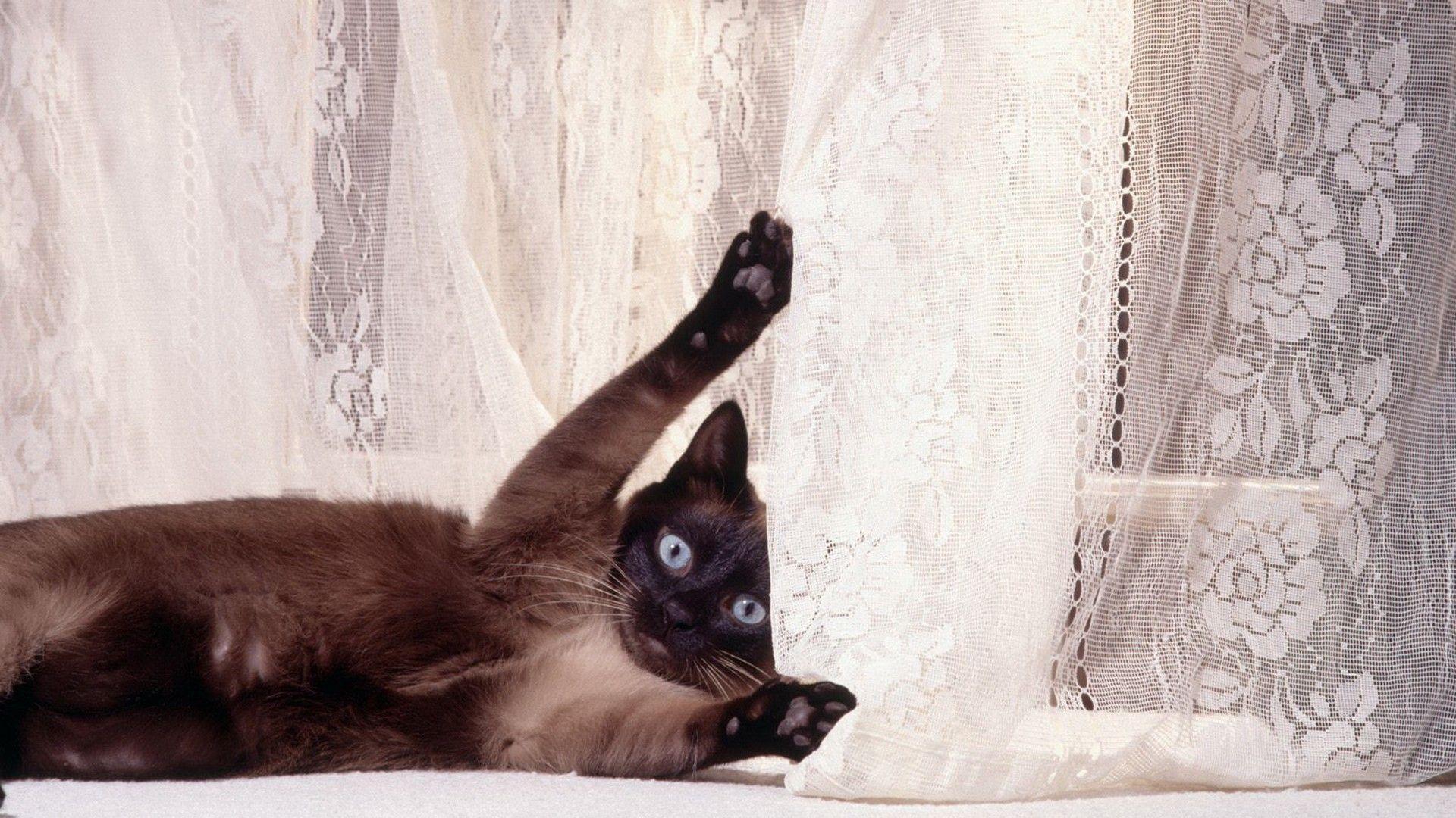 HD Siamese Cat Wallpaper
