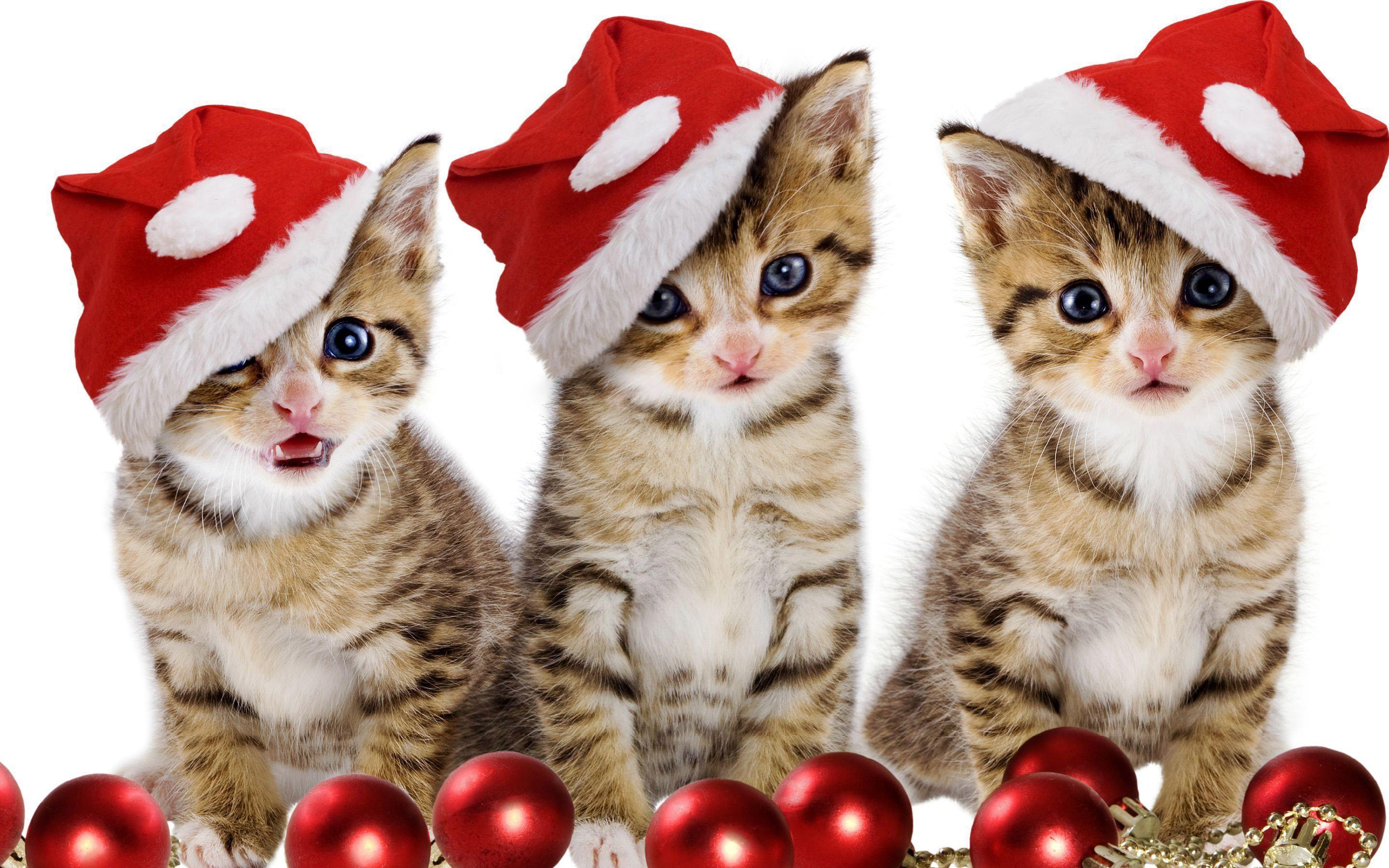 Santa&;s kittens Wallpaper #