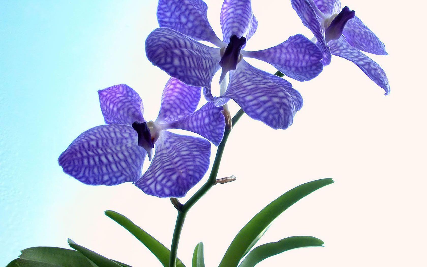 Flowers For > Orchid Flower Wallpaper Desktop