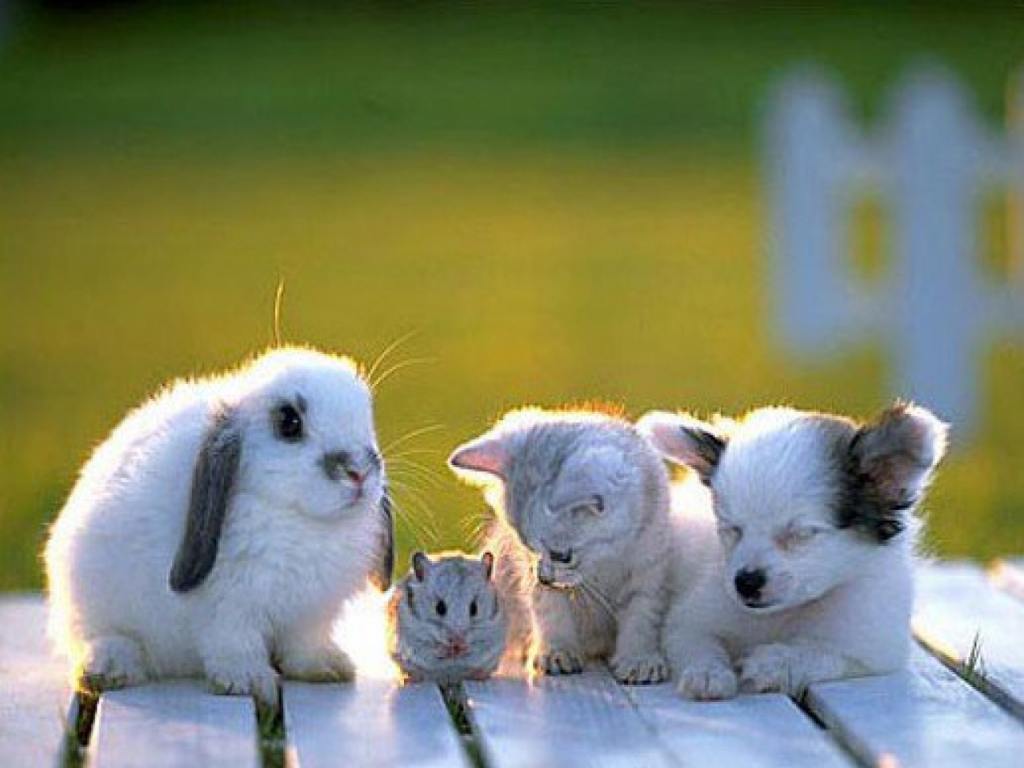Wallpaper For > Background Image Baby Animals