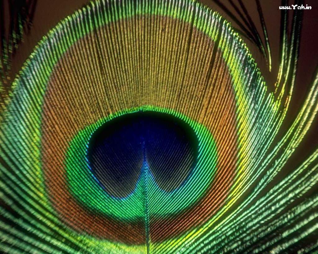 image For > Beautiful Image Of Peacock Feathers
