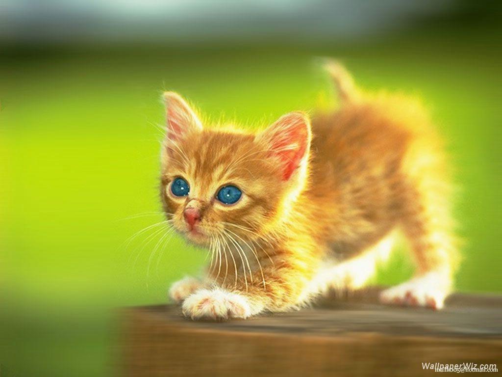 Wallpaper For > Cute Kitten Wallpaper For Desktop