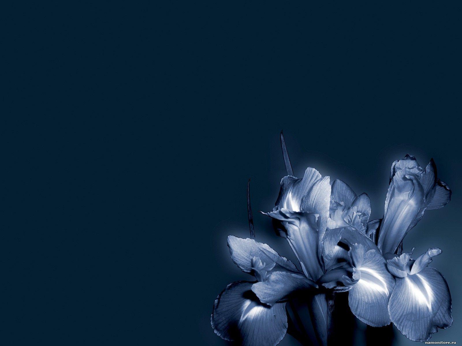 Wallpaper For > Dark Blue Flower Background