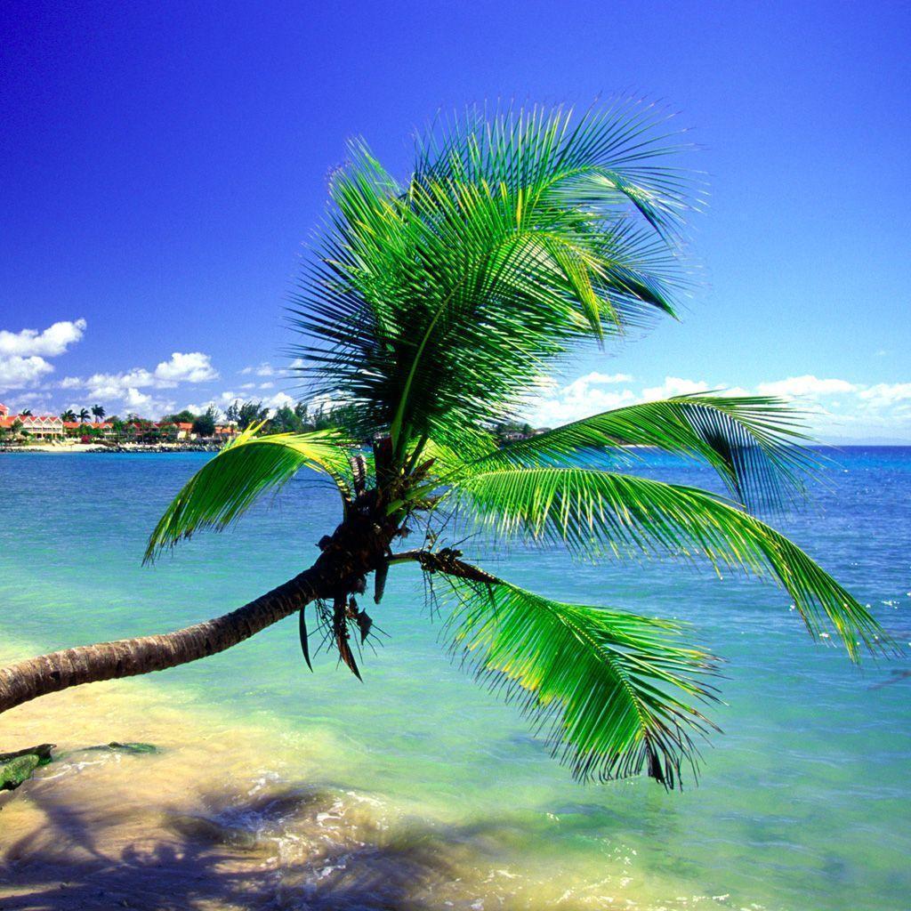 Palm Tree Leaning Palm Tree Leaning Wallpaper 1024x1024