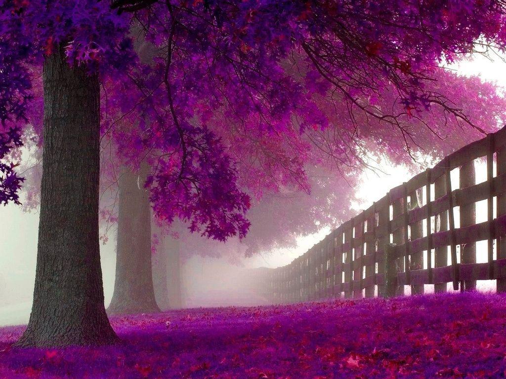 Purple Trees Wallpaper HD. High Definition Wallpaper