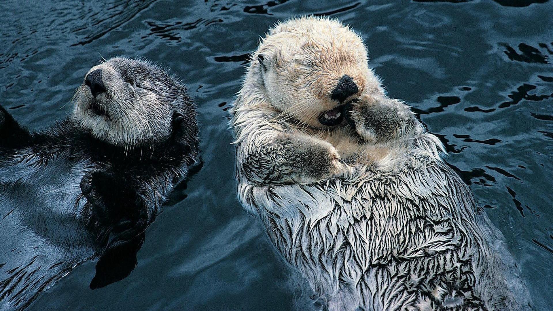 Cute Sea Otter Wallpaper
