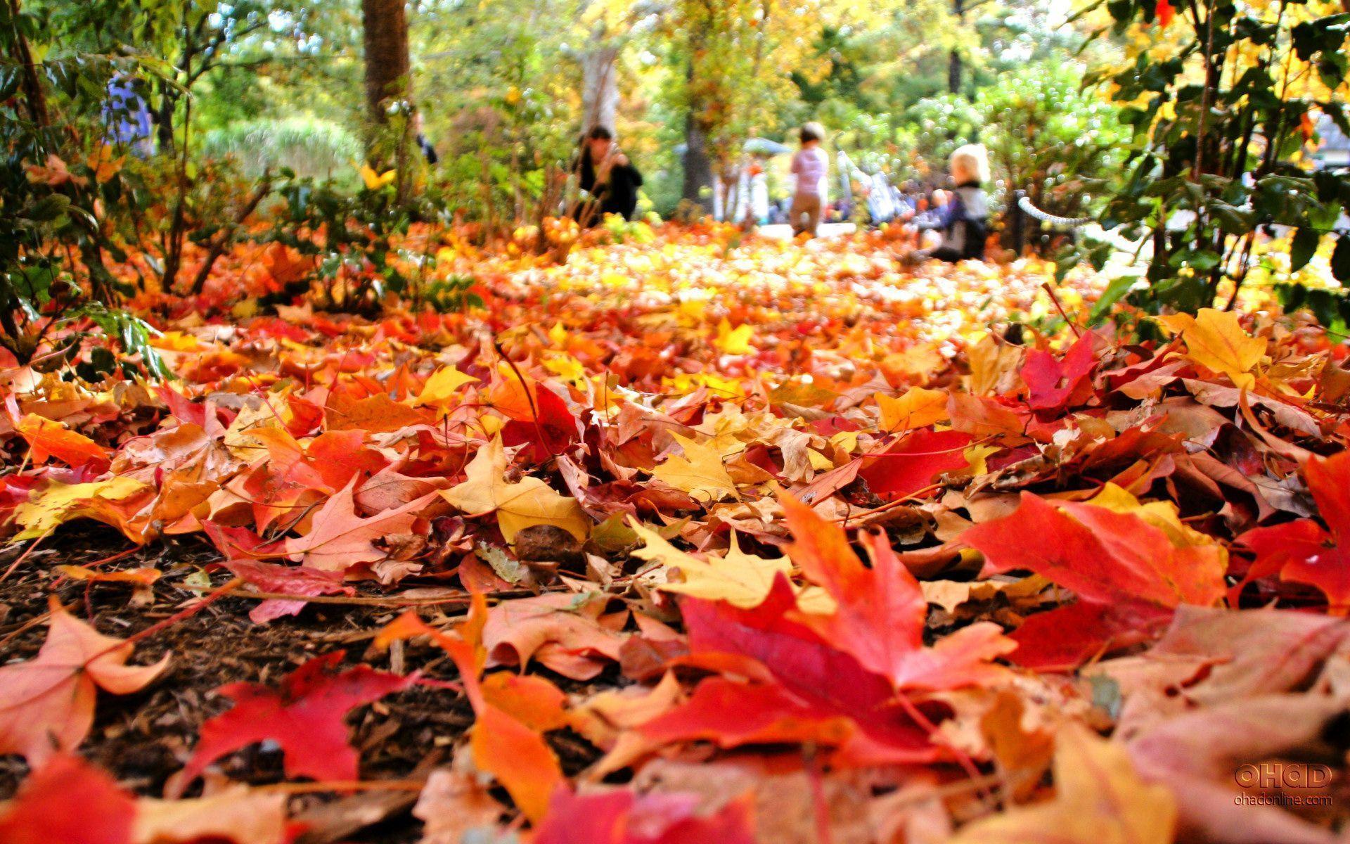 fall leaves background. walljpeg