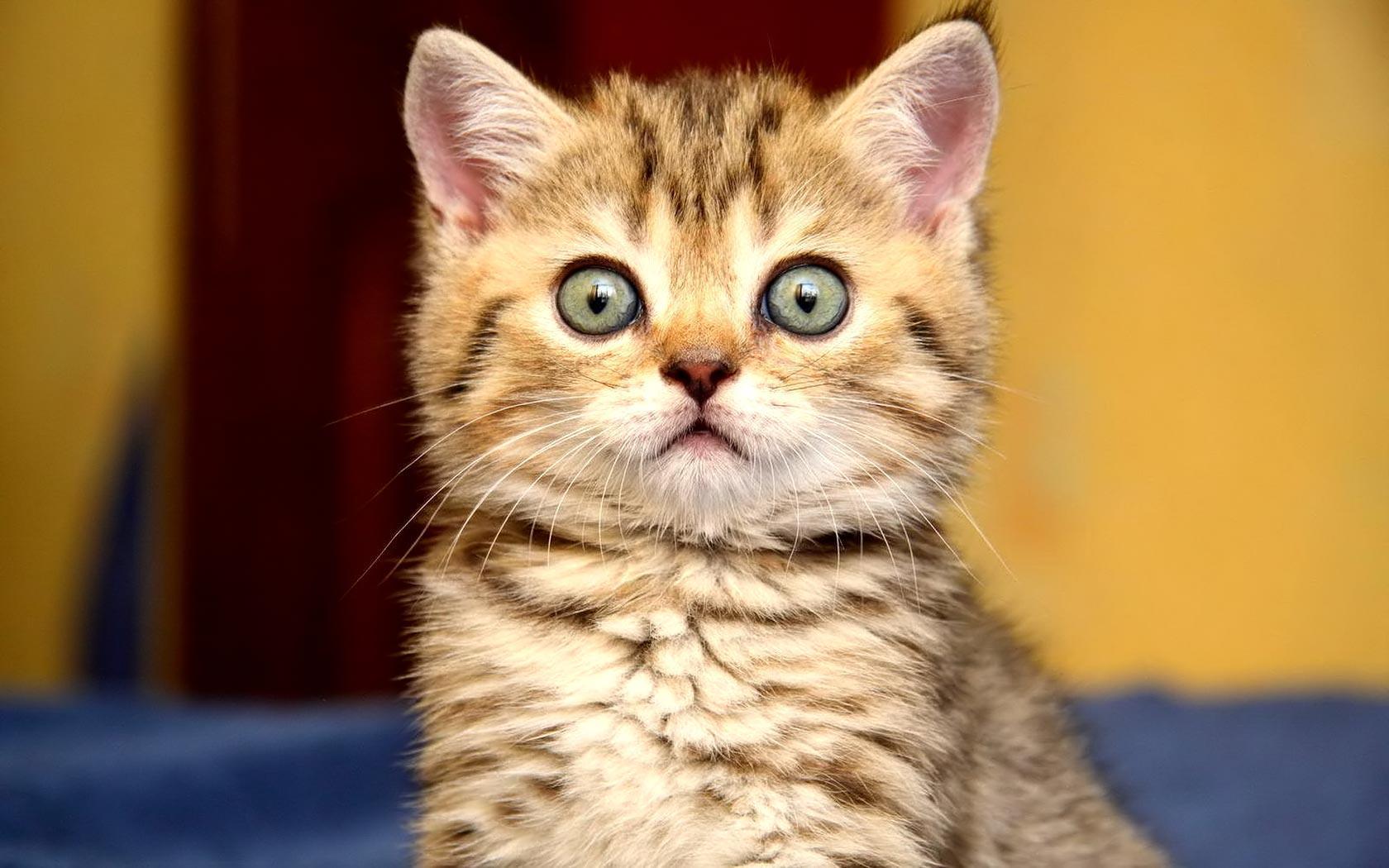 Desktop Wallpaper · Gallery · Animals · Cute golden kitten. Free
