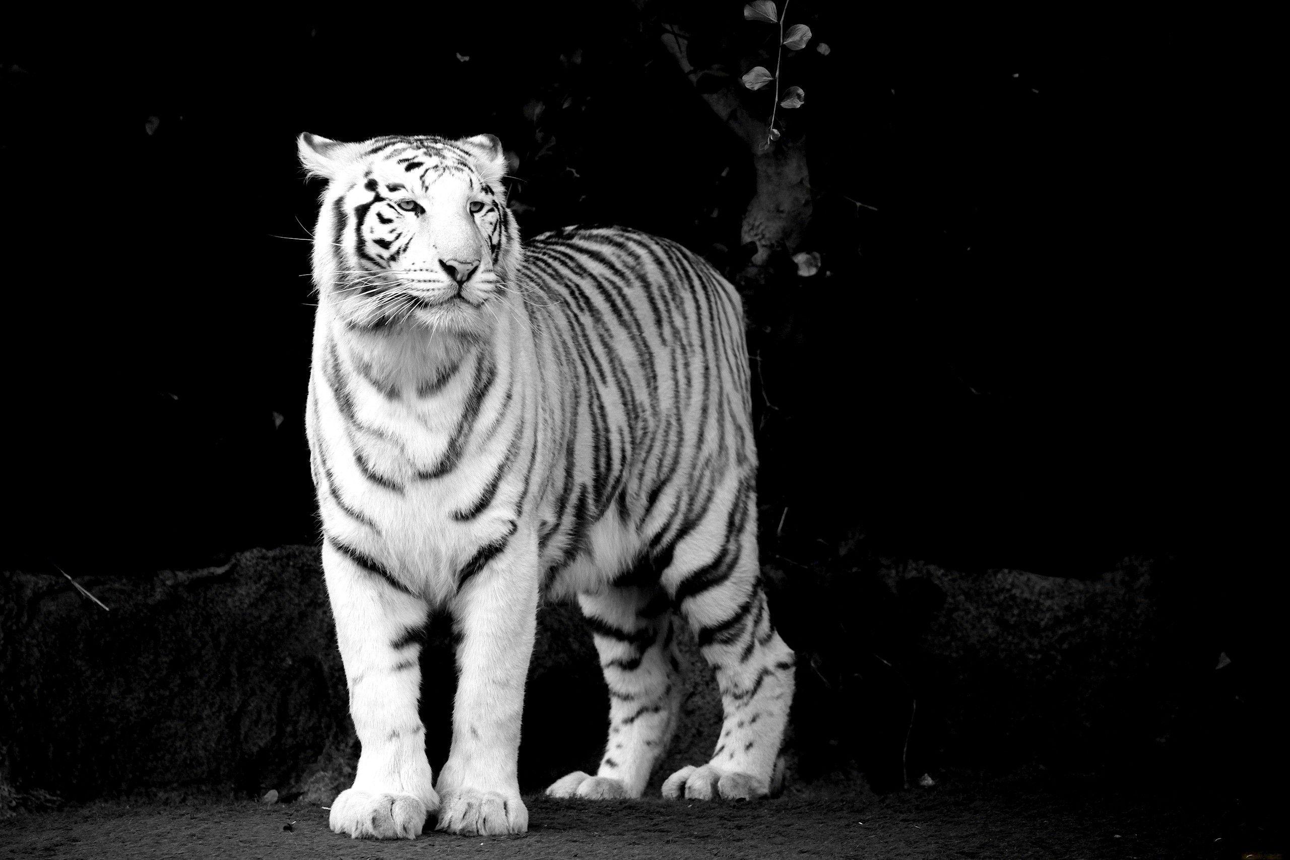 White Tiger Black Background · Tiger Wallpaper. Best Desktop