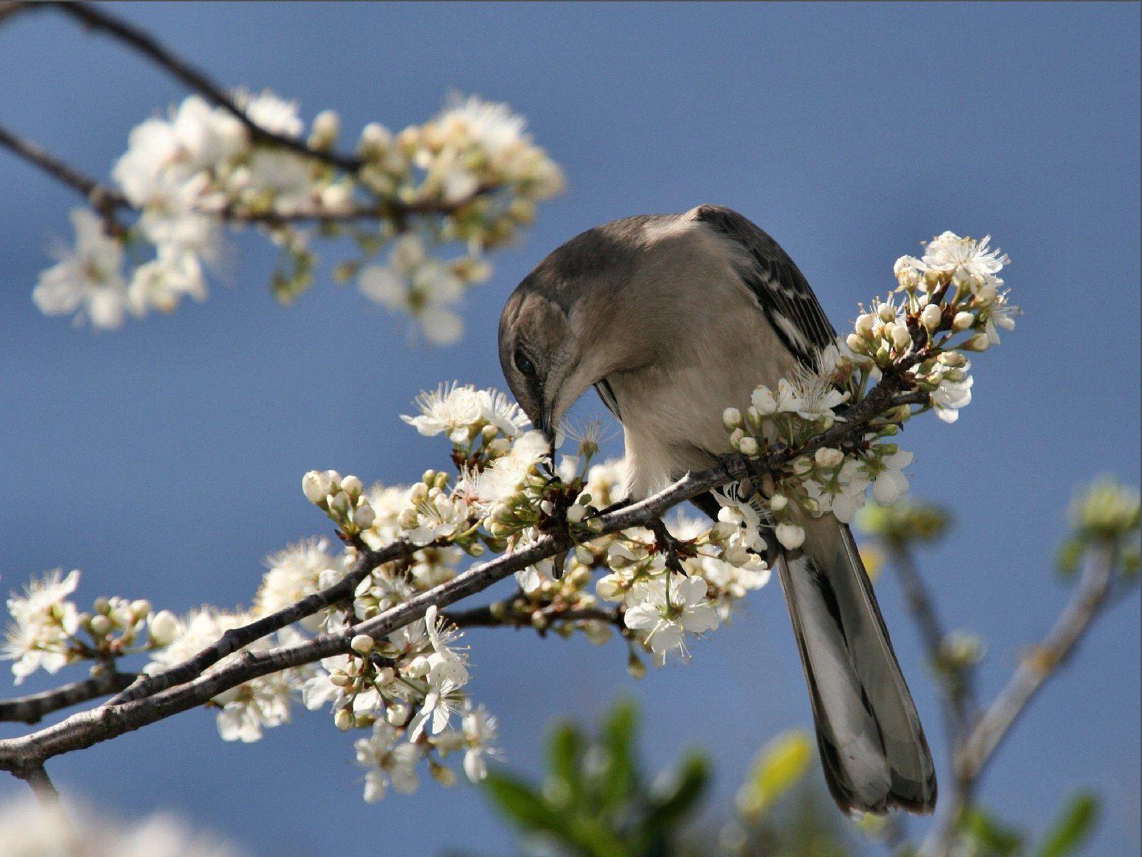 Northern Mockingbird in Tree Eating Wallpaper and Photo Download