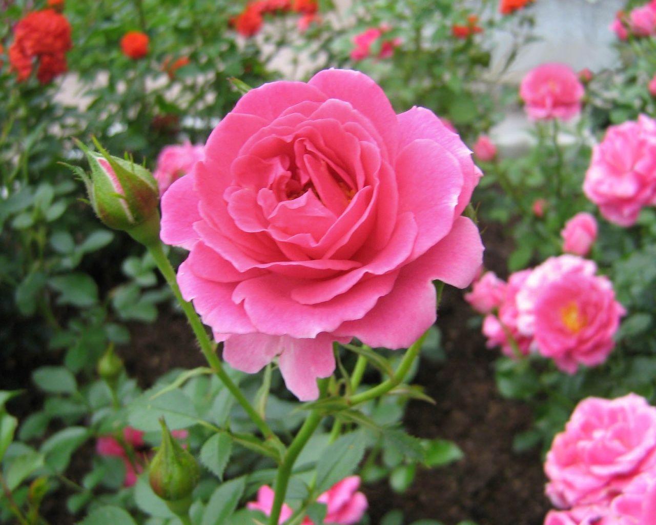 Home Ideas For > Pink Rose Garden Wallpaper