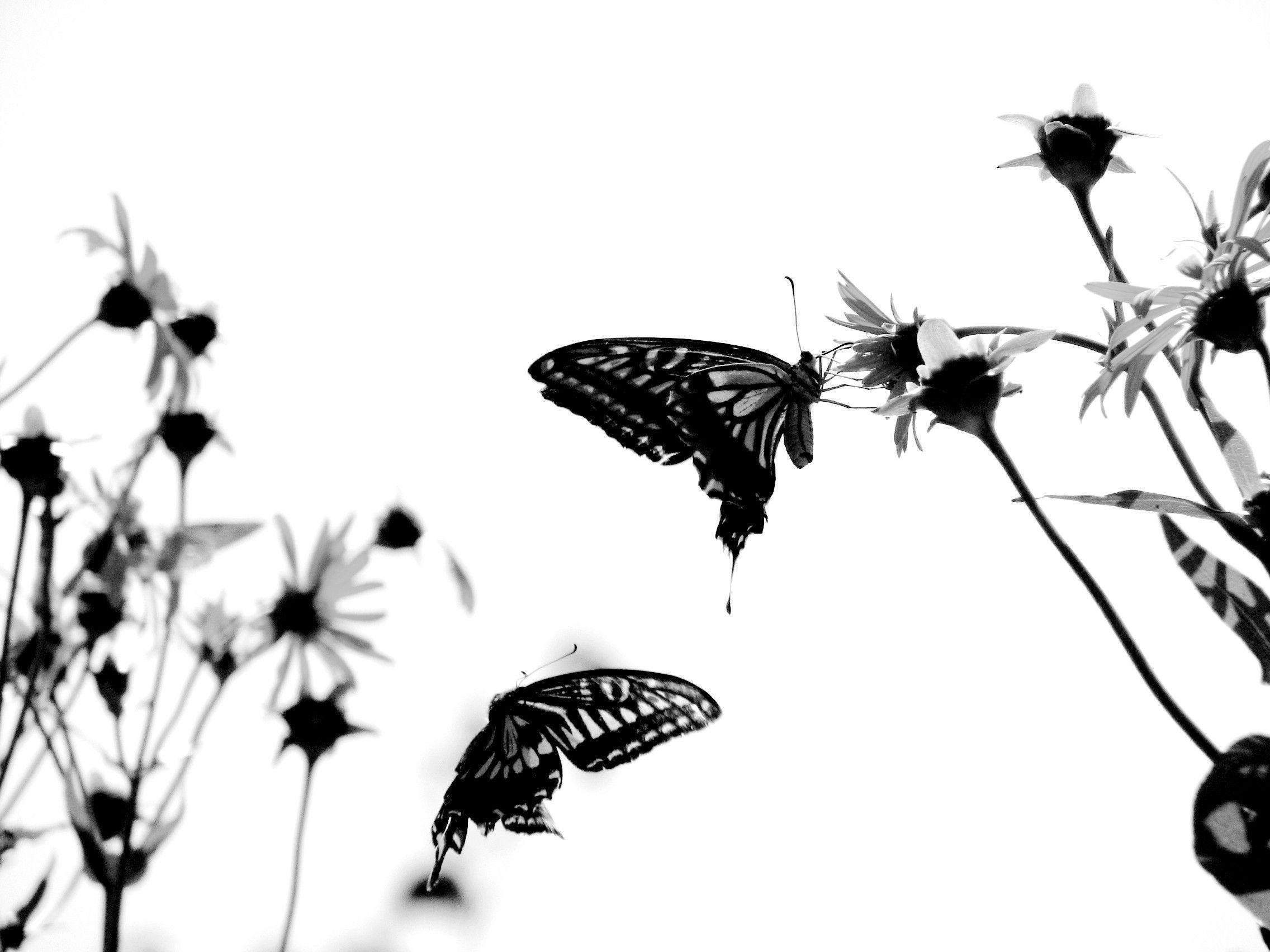 image For > White Butterfly Black Background