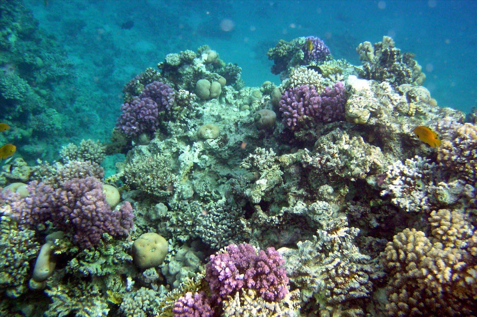 Wallpaper For > Colorful Coral Reef Wallpaper