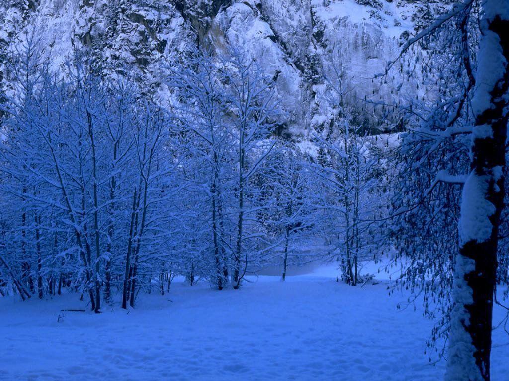 Wallpaper For > Snowy Forest At Night Wallpaper