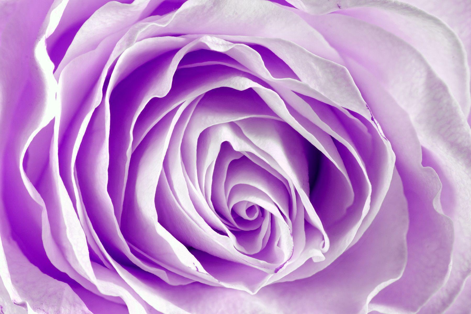 Wallpaper For > Light Purple Roses Background