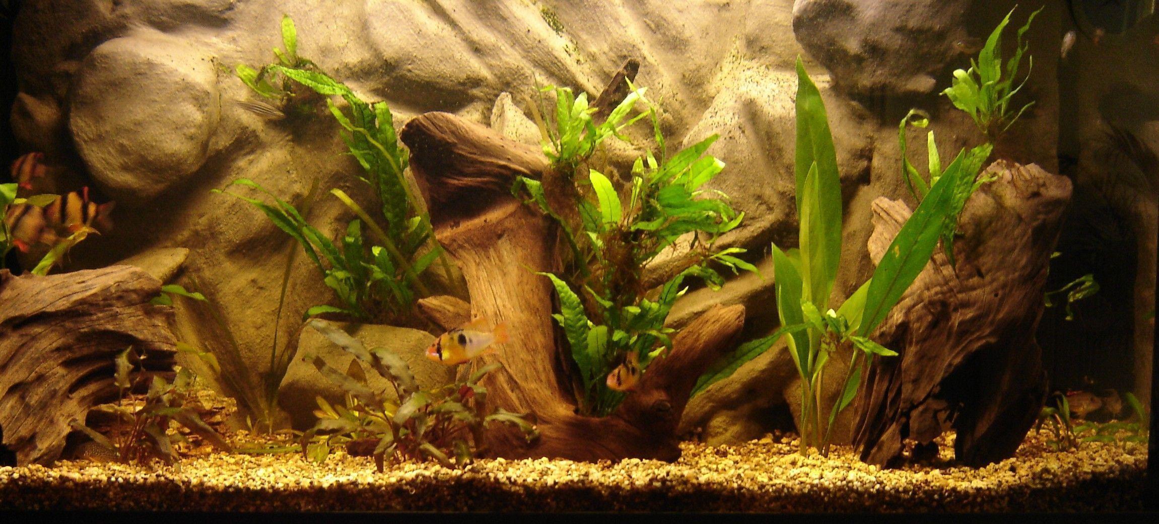 Do It Yourself Aquarium Background