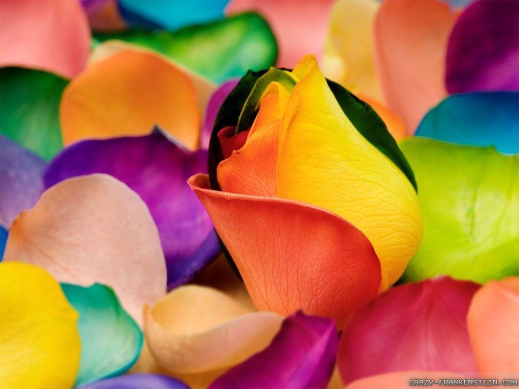 Colorful Flowers Wallpaper. coolstyle wallpaper