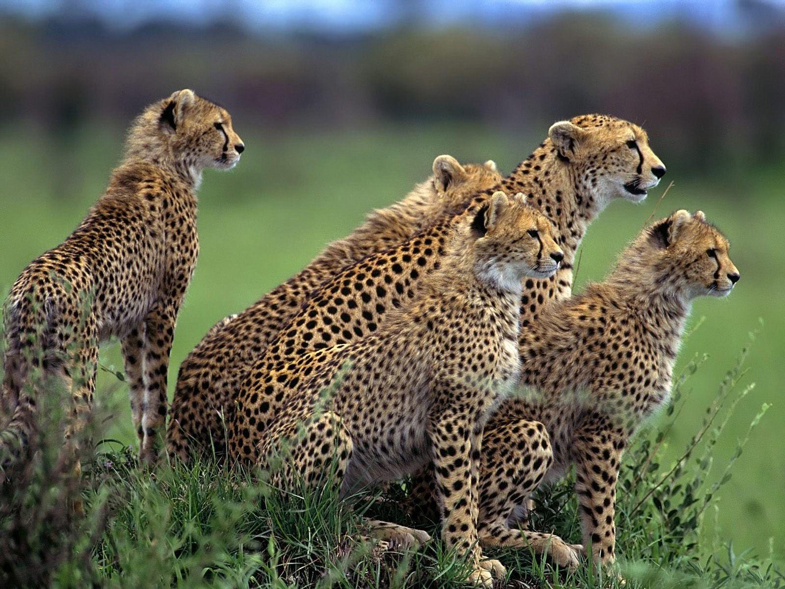 Female Cheetah Desktop Wallpaper