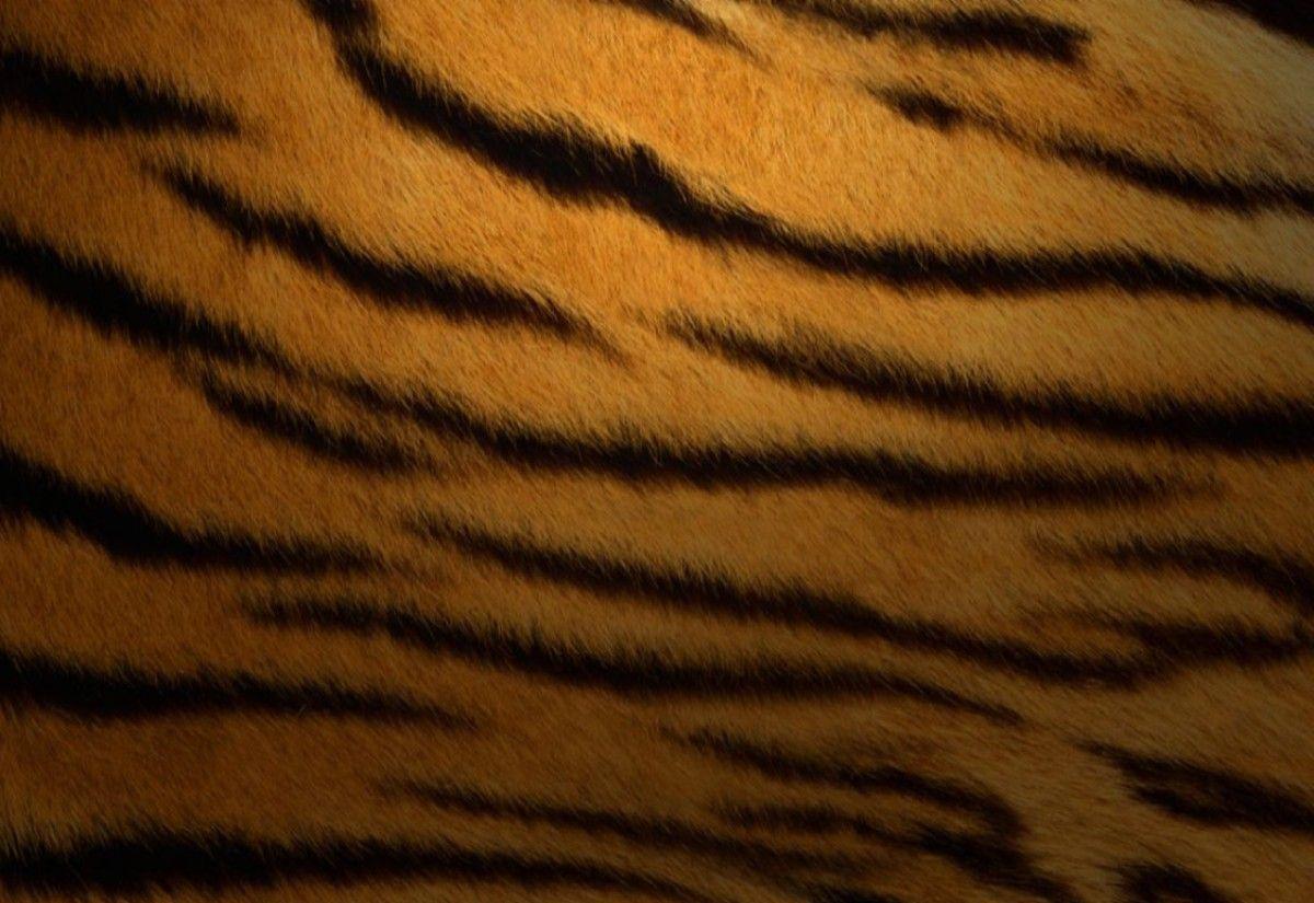 Tiger Wallpaper and Picture Items