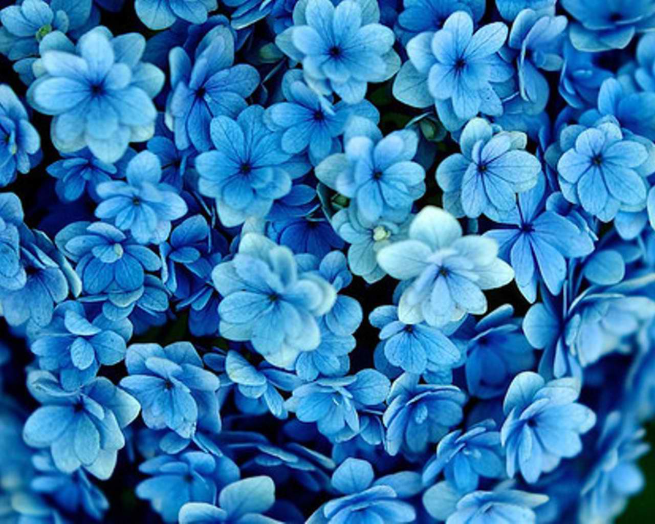 Blue Flowers Selahblue (cynti19) Wallpaper
