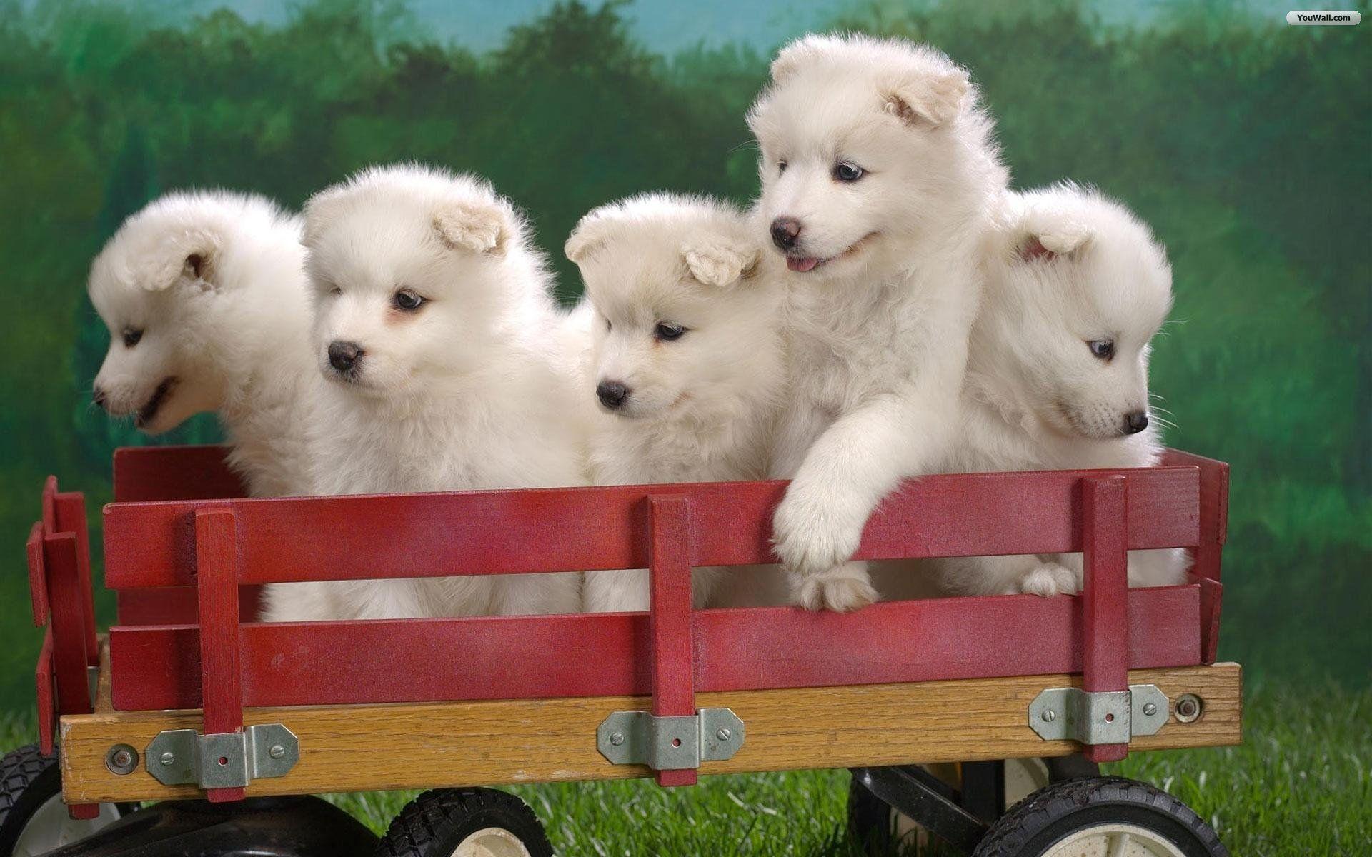 Samoyed Puppies wallpaper