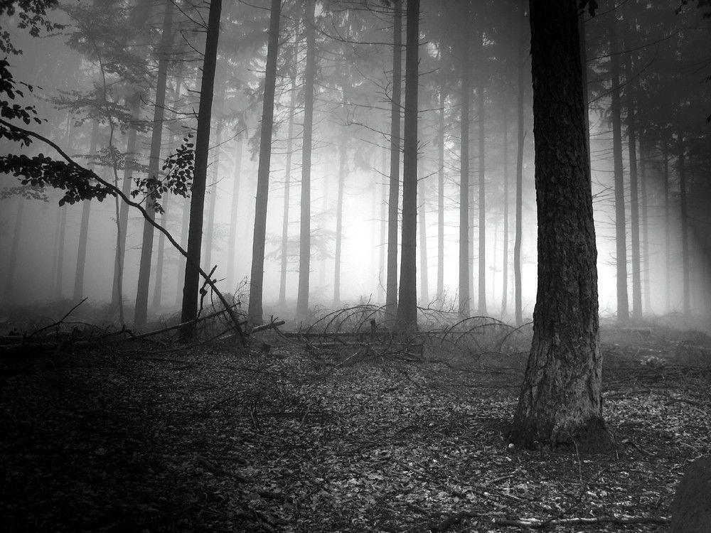 Pix For > Dark Forest Background