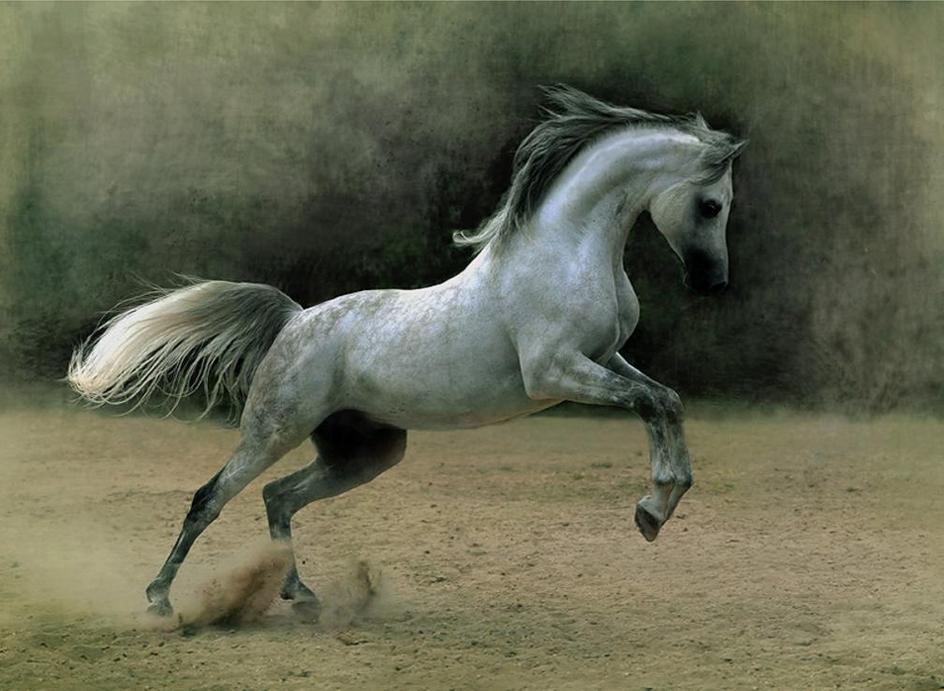 Arabian Horse HD Wallpaper Black, White & Brown Horses