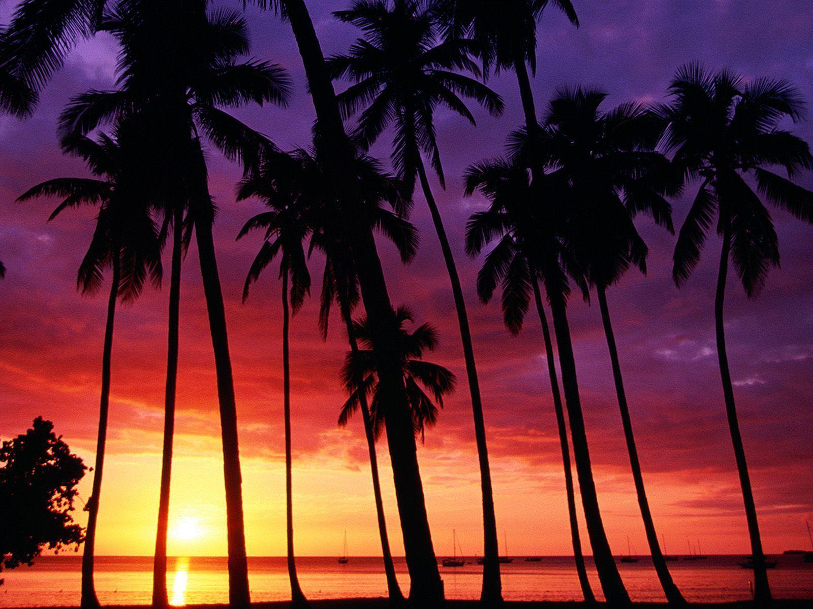 Tropical Beach Sunset HD Wallpaper Desktop Background Free