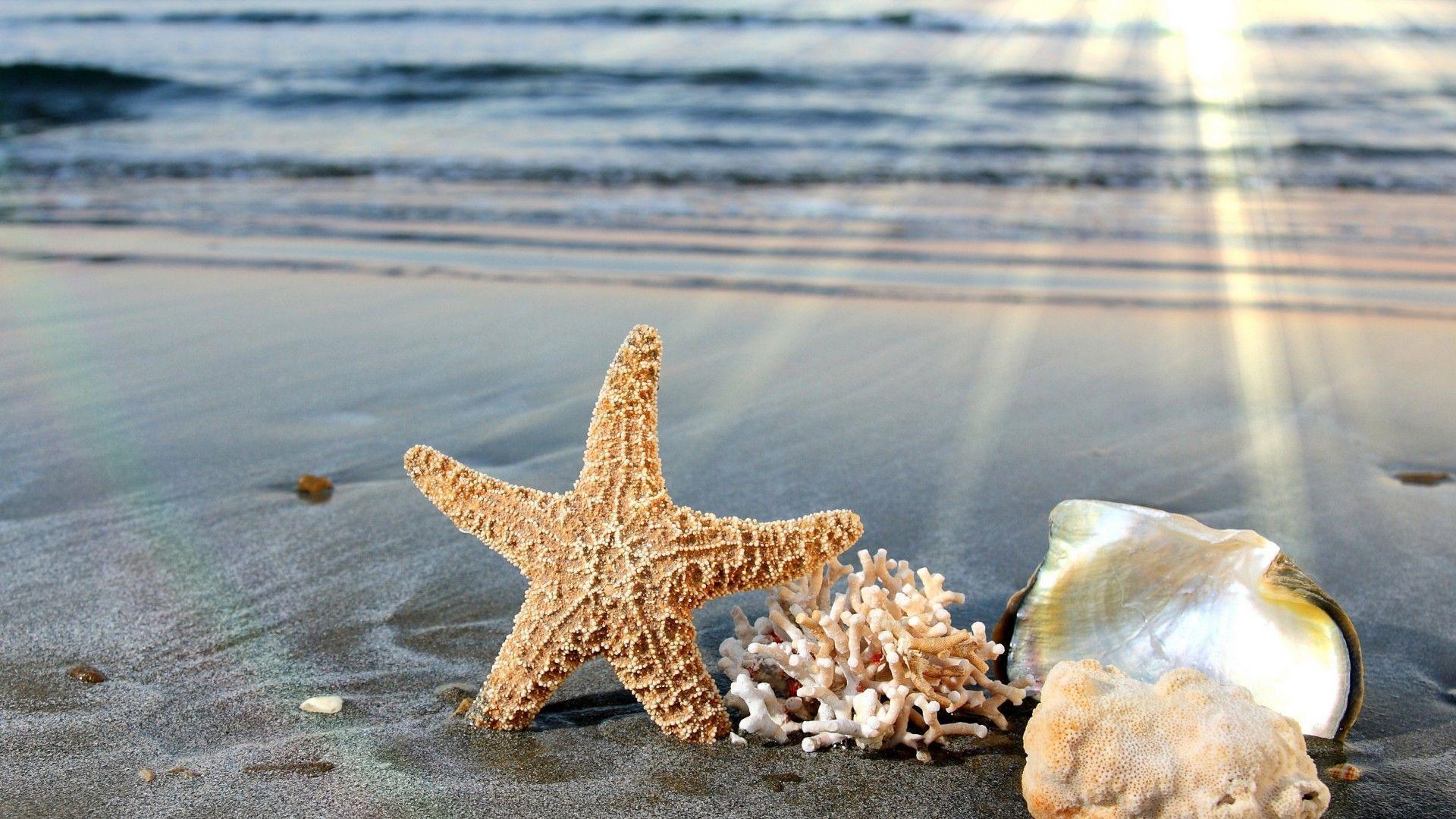 Starfish In The Sunlight Shells Beach HD wallpaper #