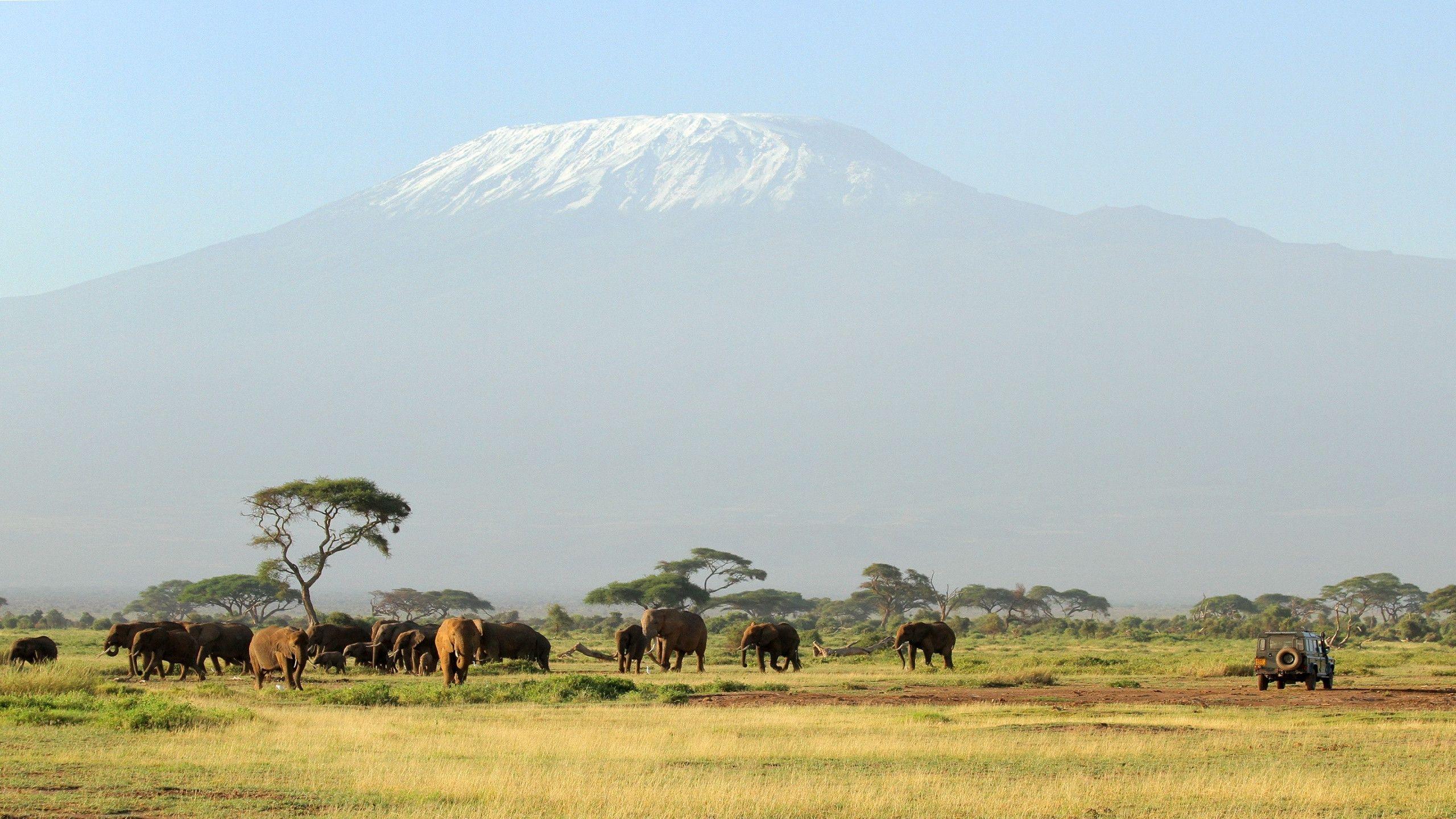 HD Kilimanjaro Safari Wallpaper