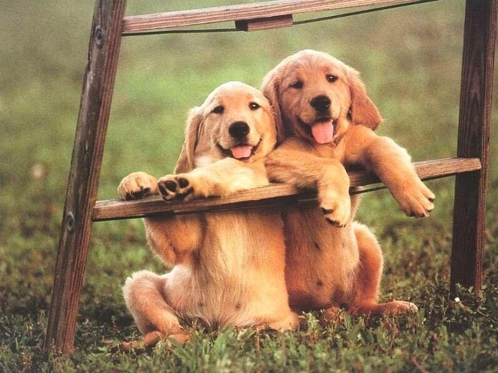 Funny Puppies