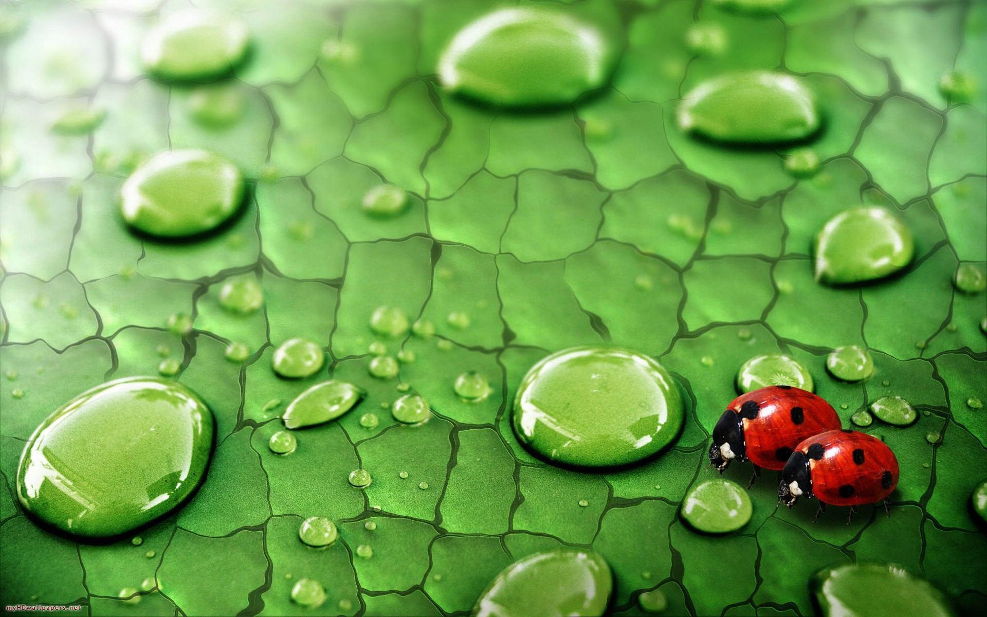 Ladybugs and Raindrops Wallpaper. Animal HD Wallpaper