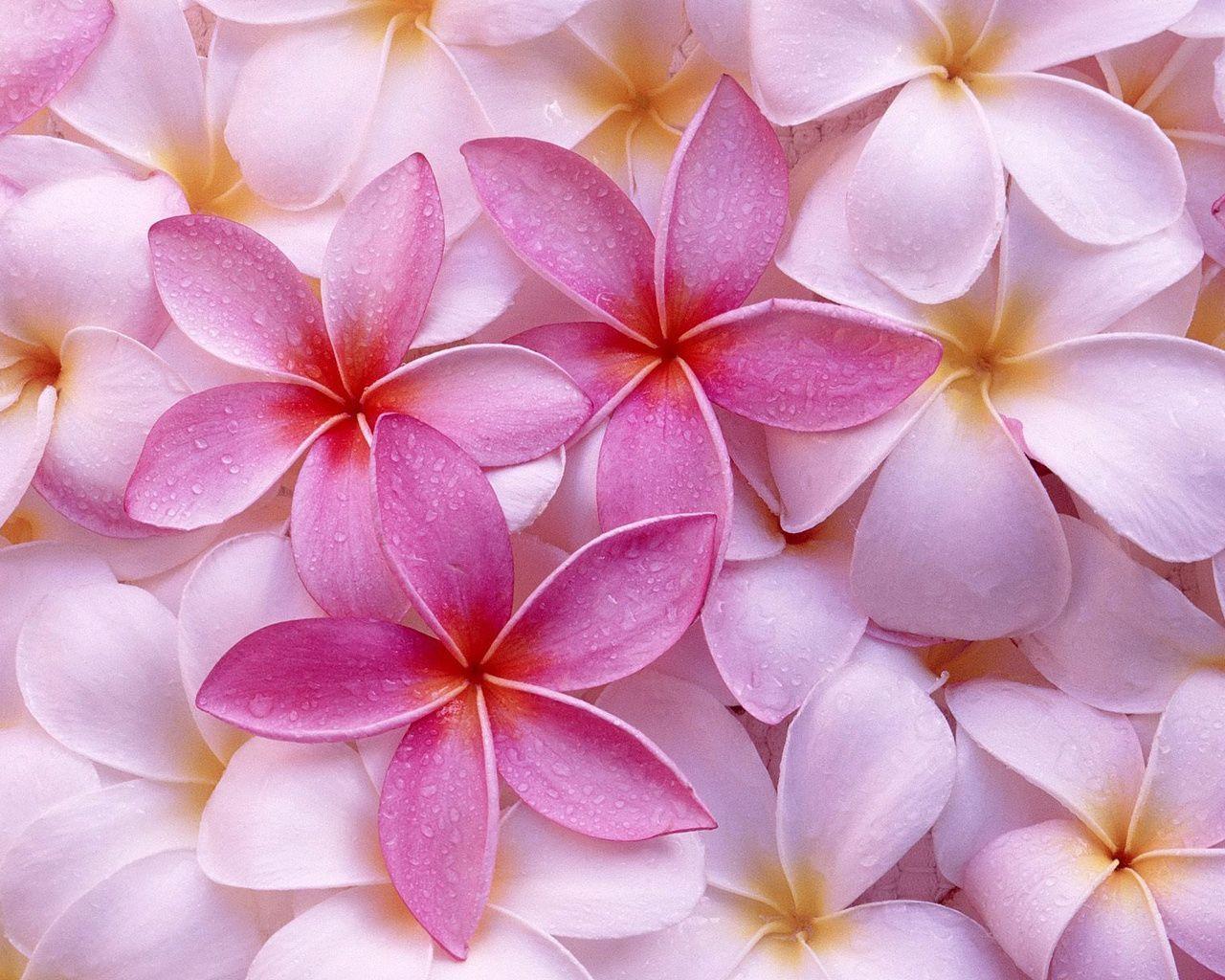 Cool Frangipani Flowers Desktop Desktop Wallpaper