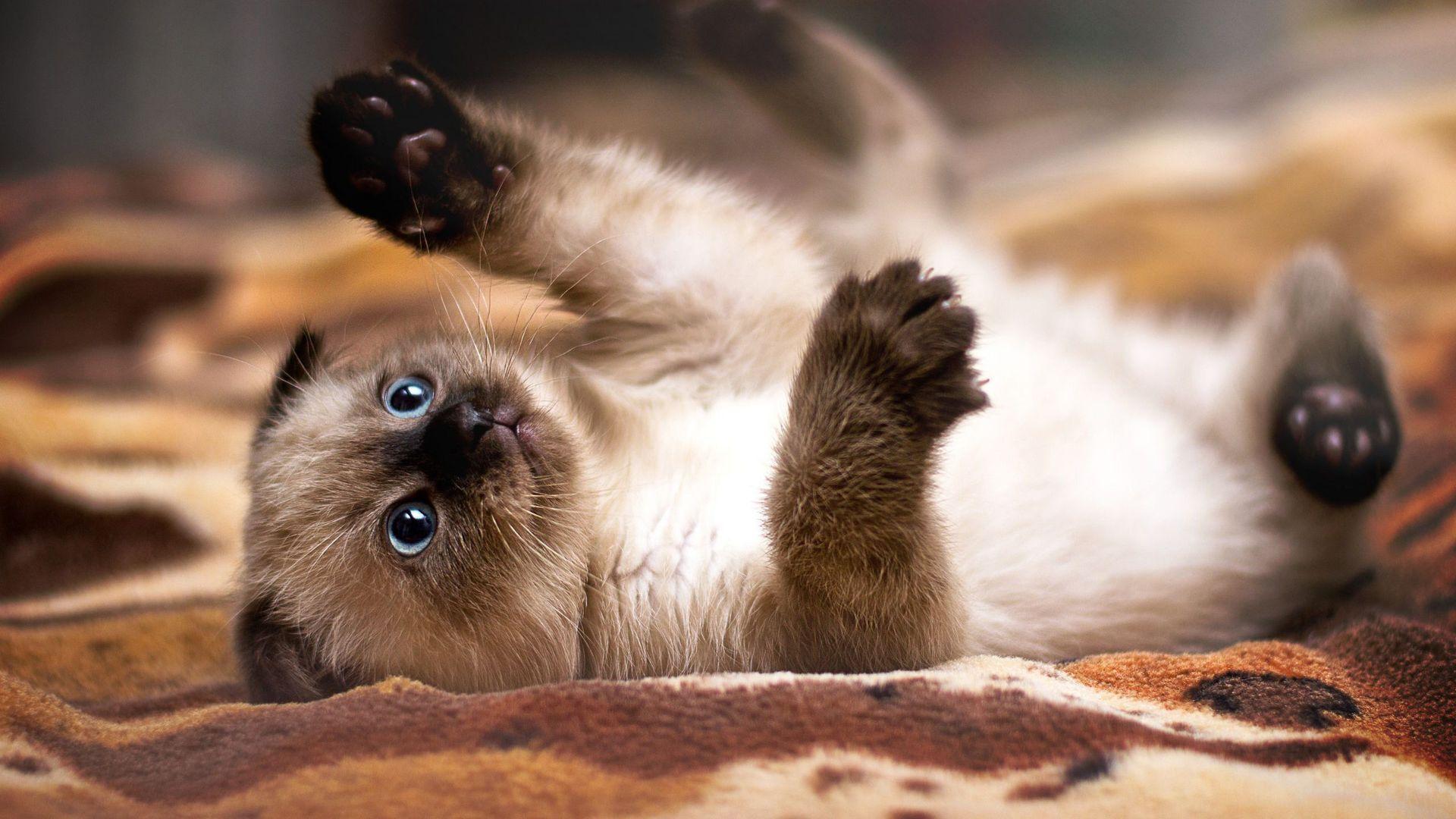 Siamese kitten wallpaper #