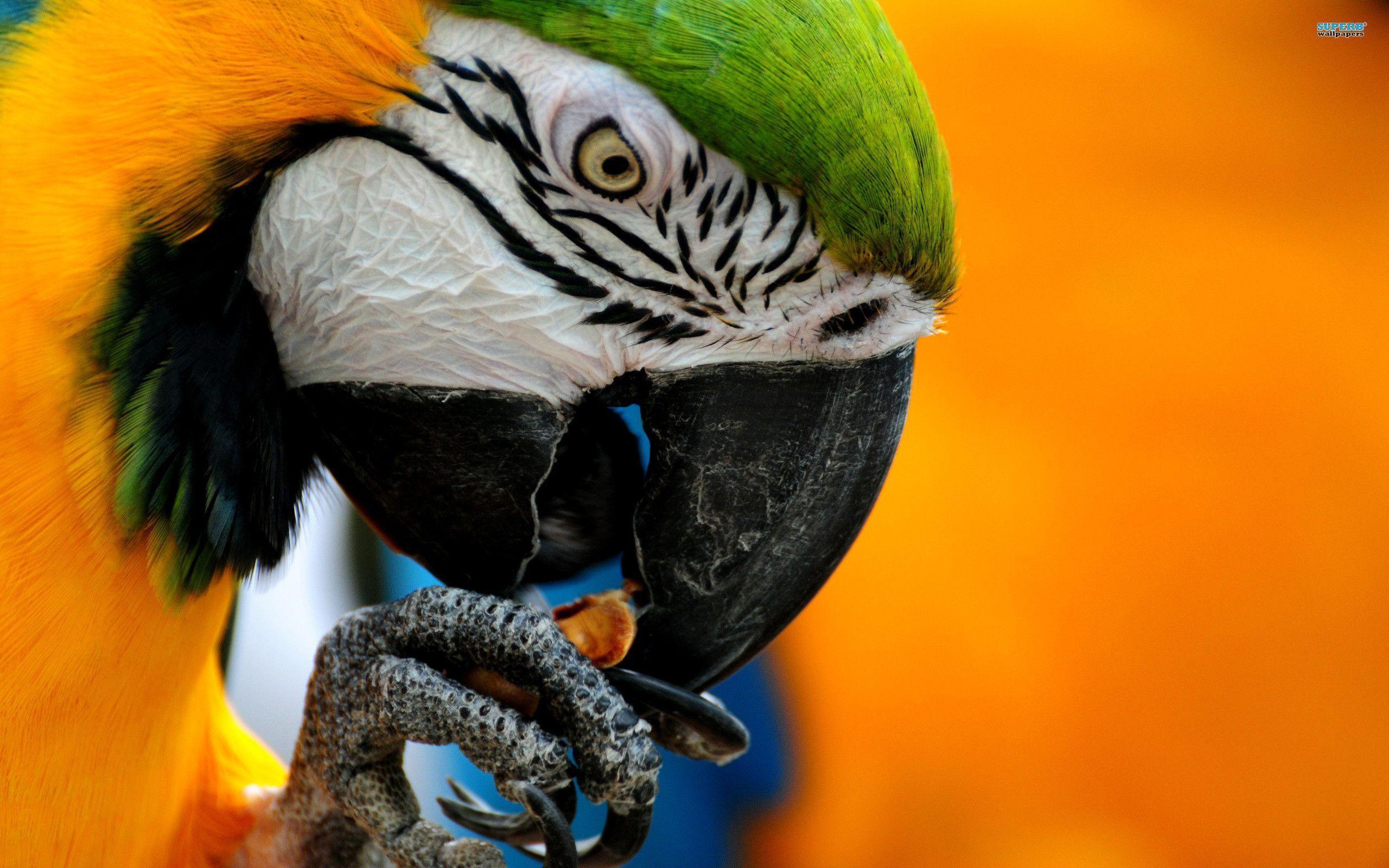 Animals For > Blue Macaw Parrot Wallpaper