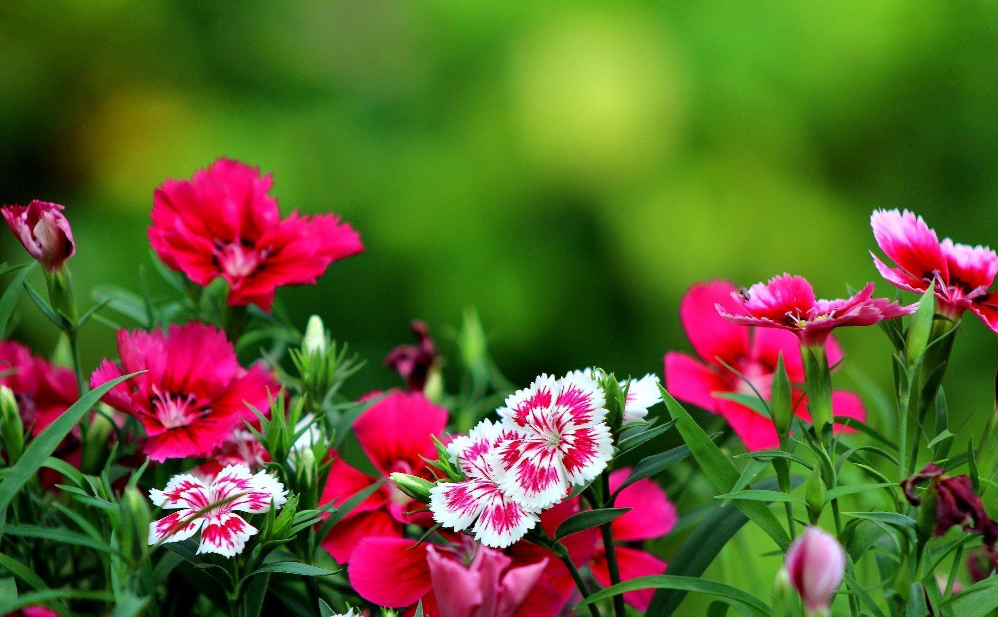 Dark Pink Flowers Desktop Background. Funny picture photo, funny
