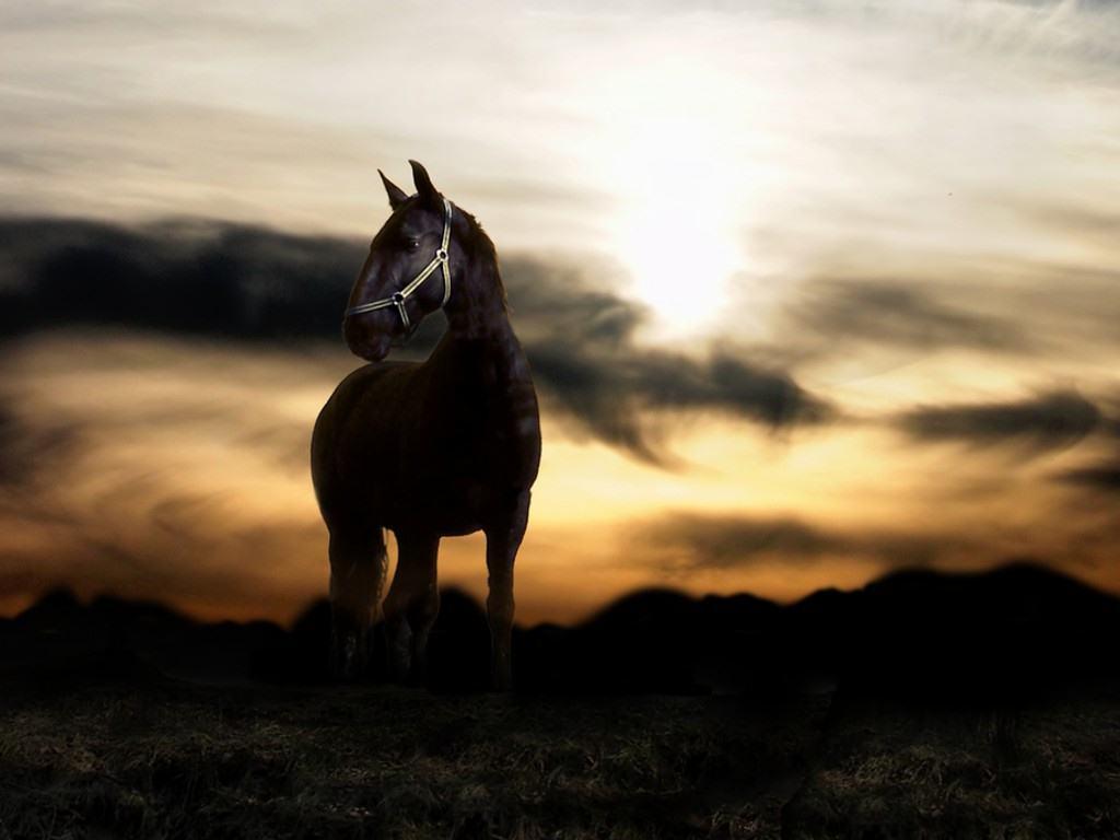 Animals For > Horse Sunset Background
