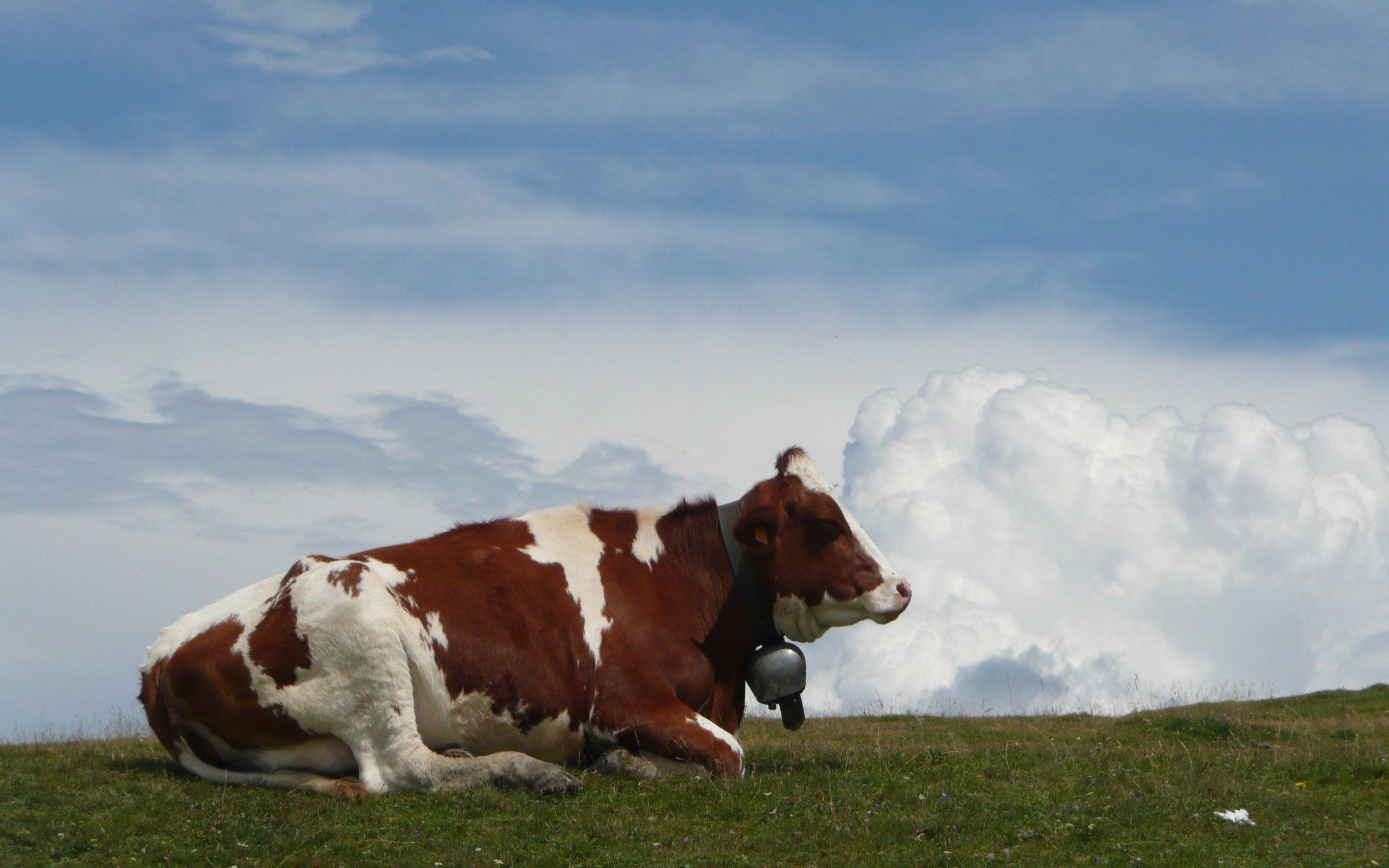 Cow On Monte Bale Italy Wallpaper