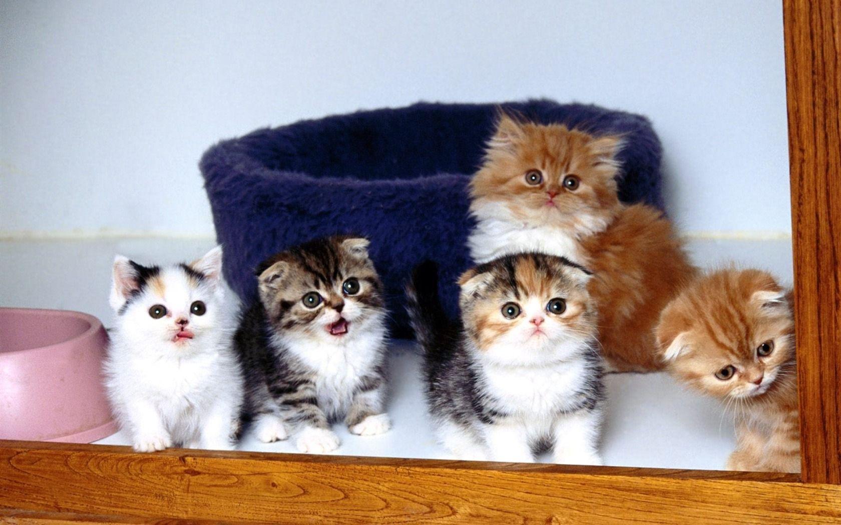 Cat Buddies Cute Little Kitty Cat Living Wallpaper