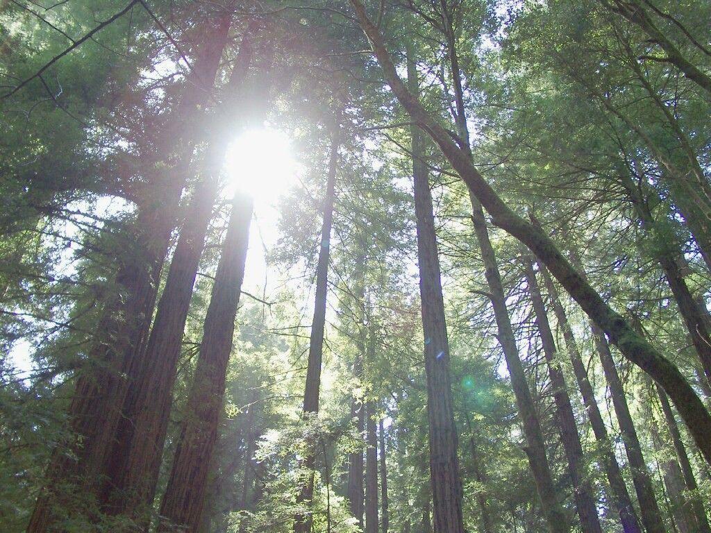 Moon Sequoia Redwood Forest Wallpaper