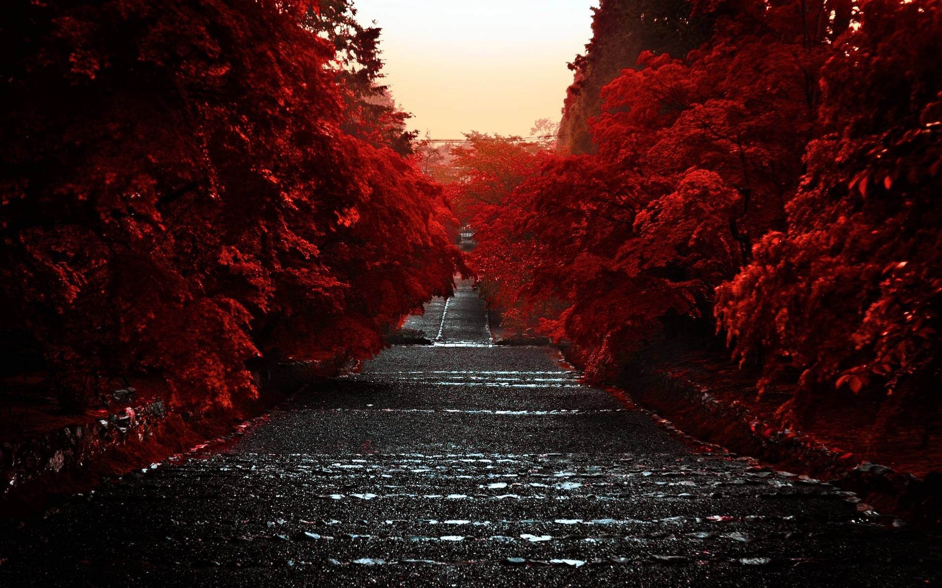 Download wallpaper red leaves, road, free desktop wallpaper in